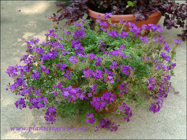 Verbena "Tapien Blue Violet"